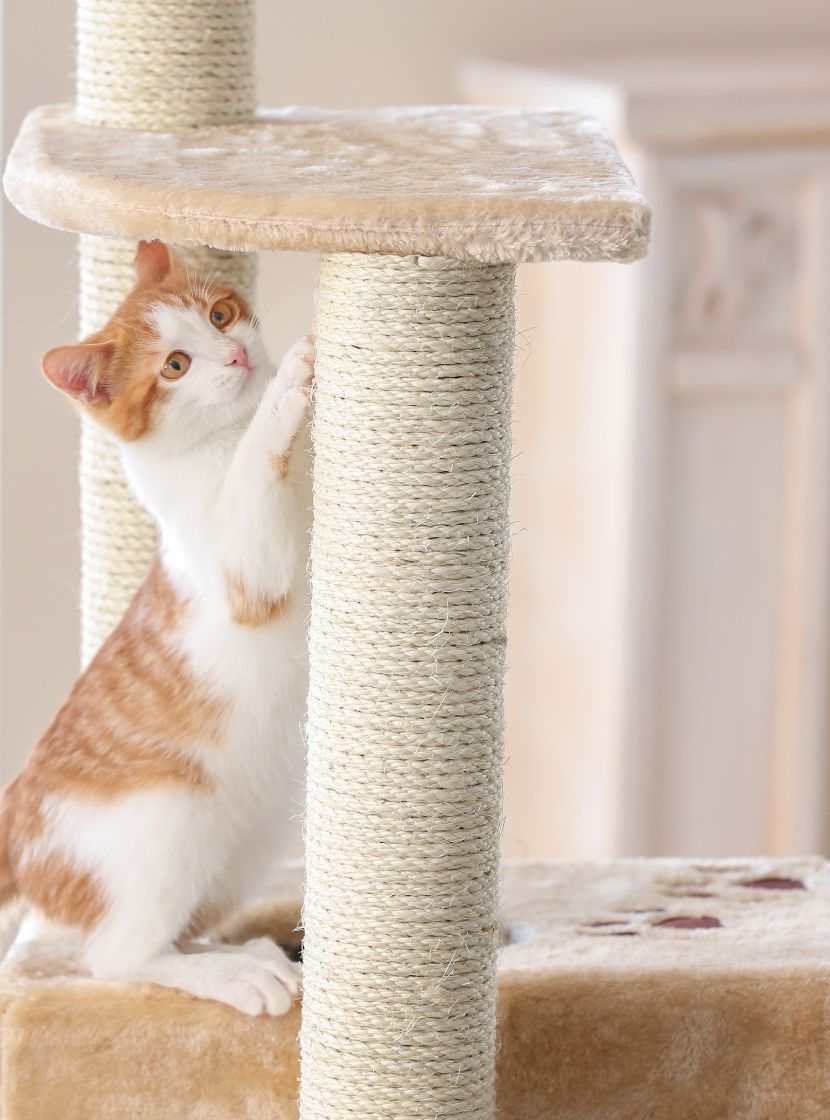 Acessórios para gatos Acessórios para gatos